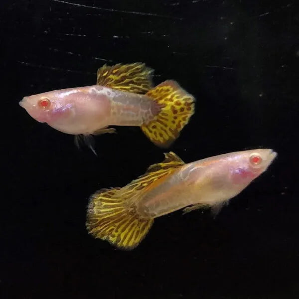 Albino Yellow Tiger Guppy Pair