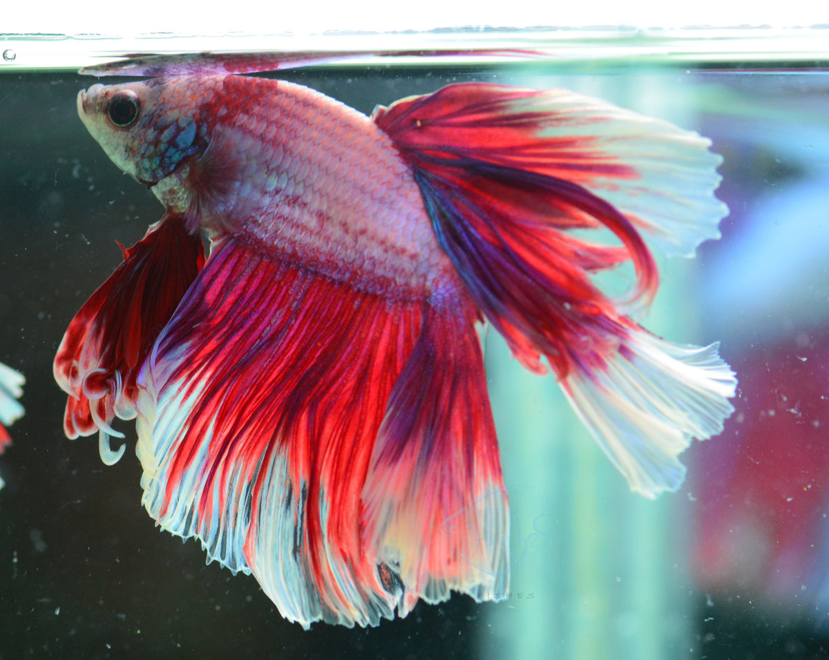 Purple Halfmoon Male