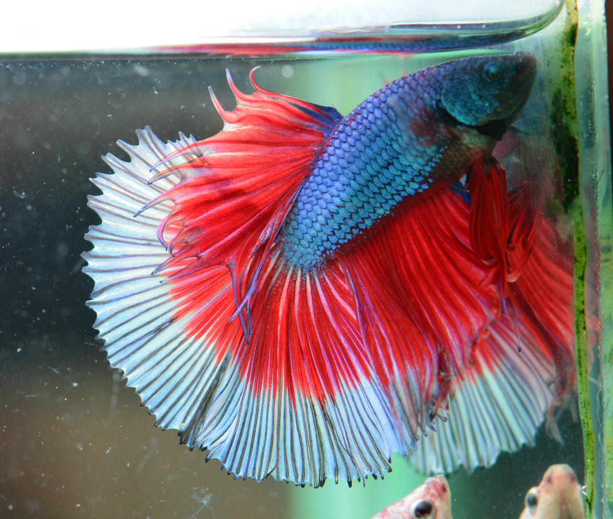 Blue Red Butterfly Halfmoon Male