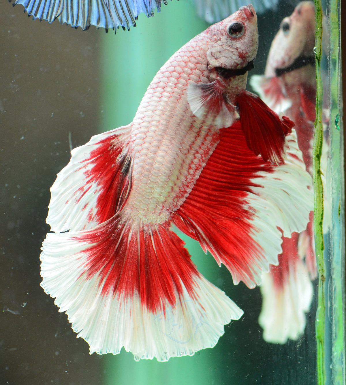Red Dragon Butterfly Halfmoon Male