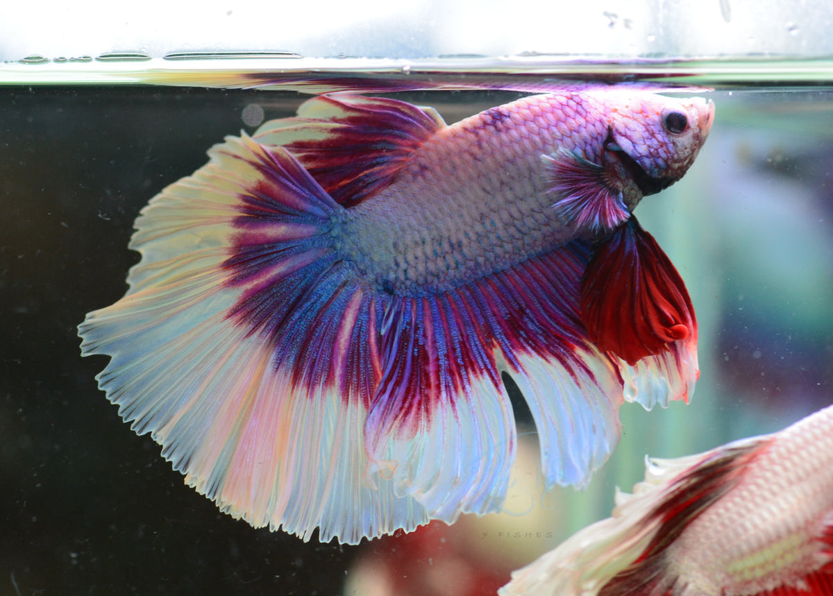 Purple Butterfly Halfmoon Male