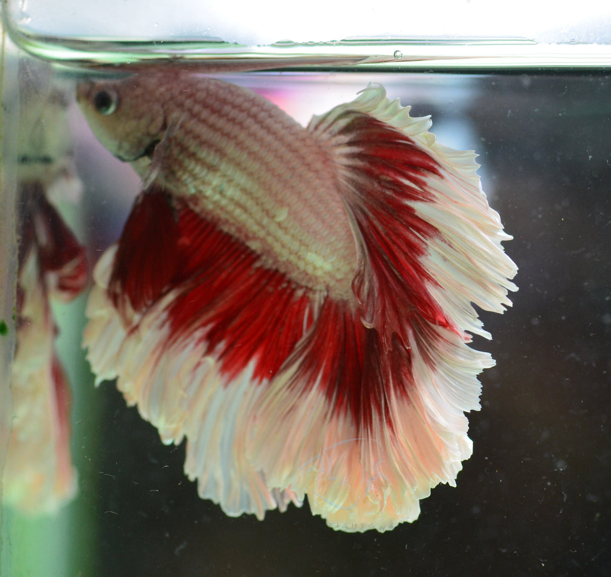 Red Dragon Butterfly Rosetail Male