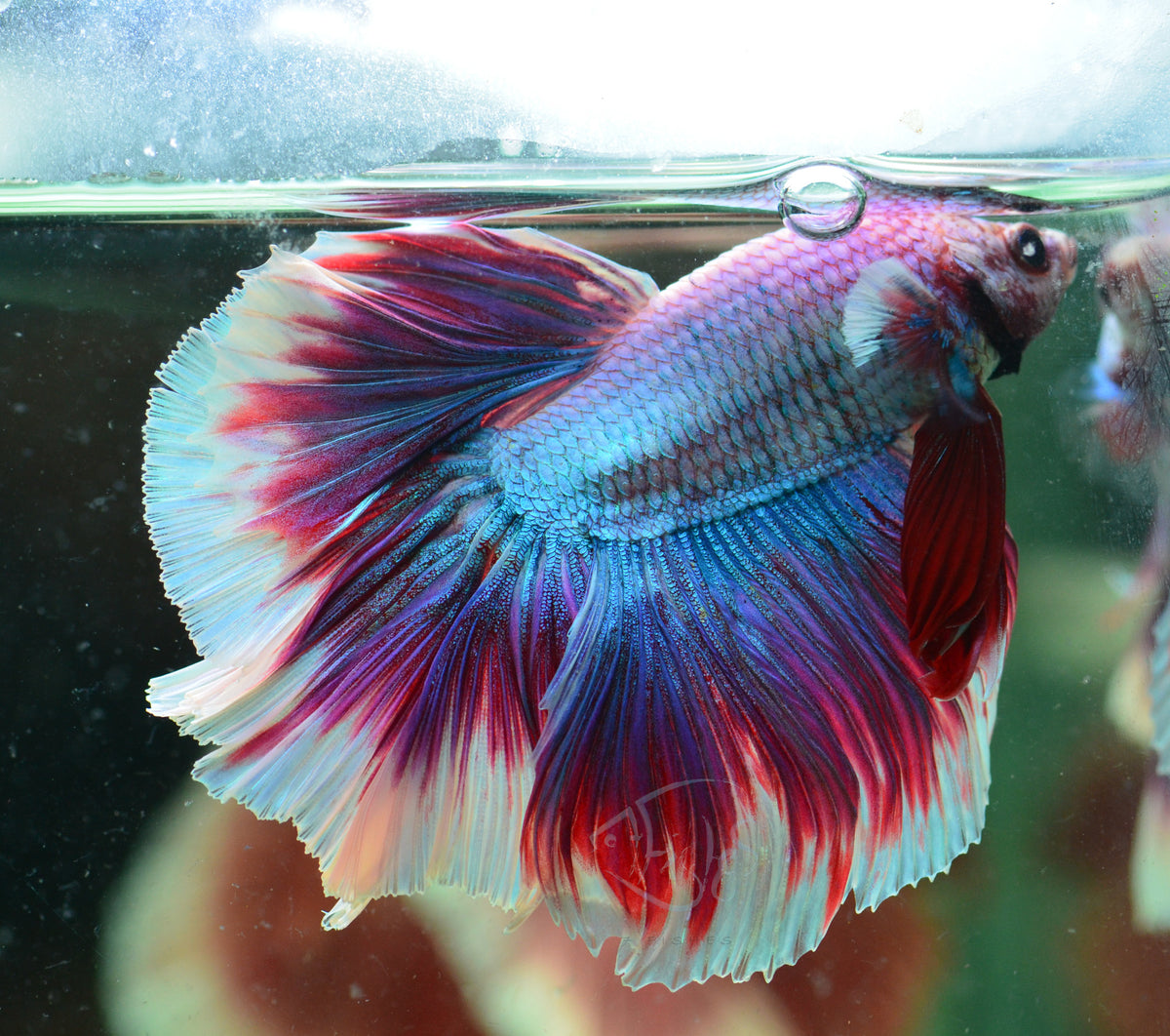 Purple Halfmoon Male