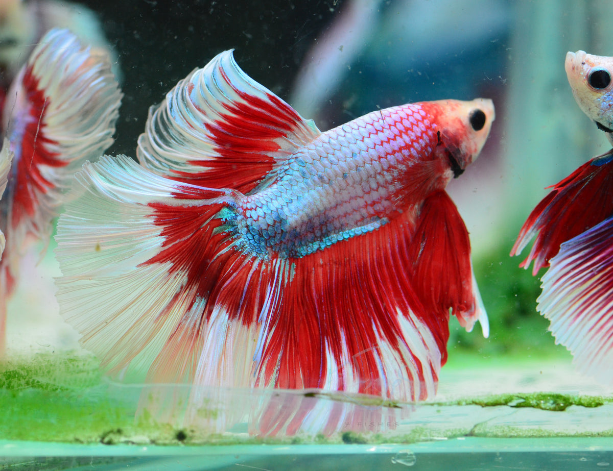 Red Marble Halfmoon Male