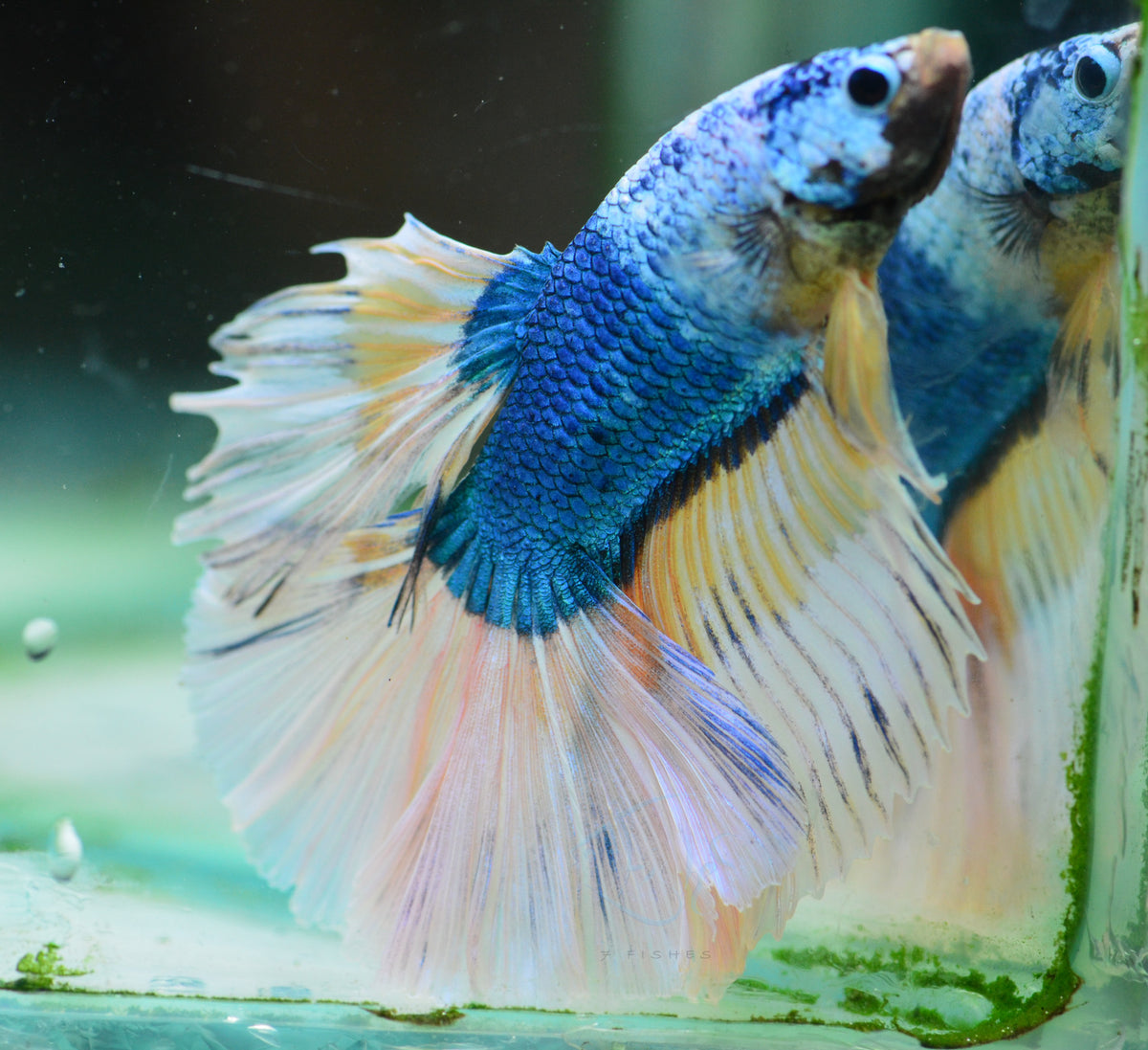 Blue Ice Halfmoon Male
