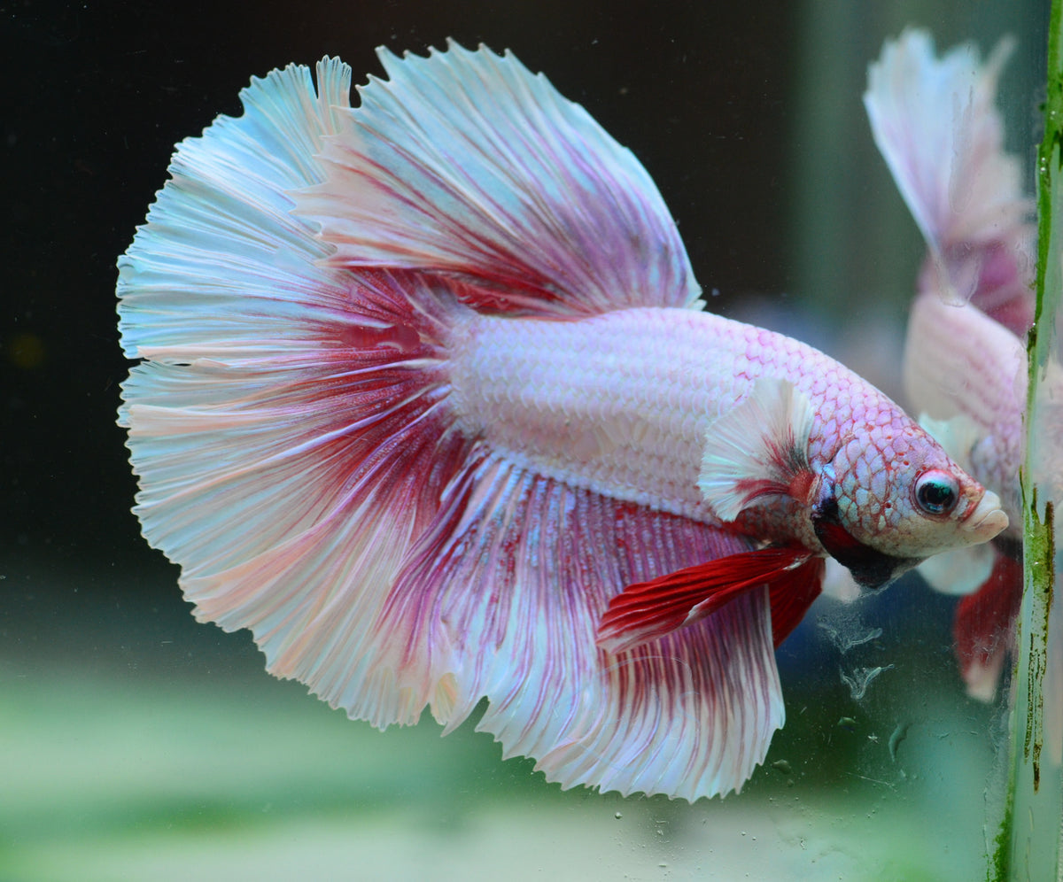 Purple Butterfly Halfmoon Male