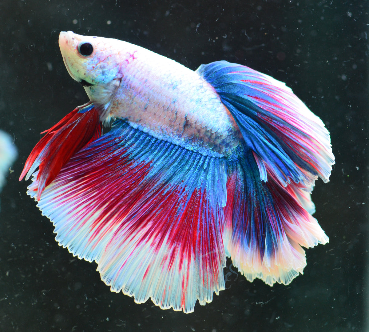 iridescent Marble Rosetail Male