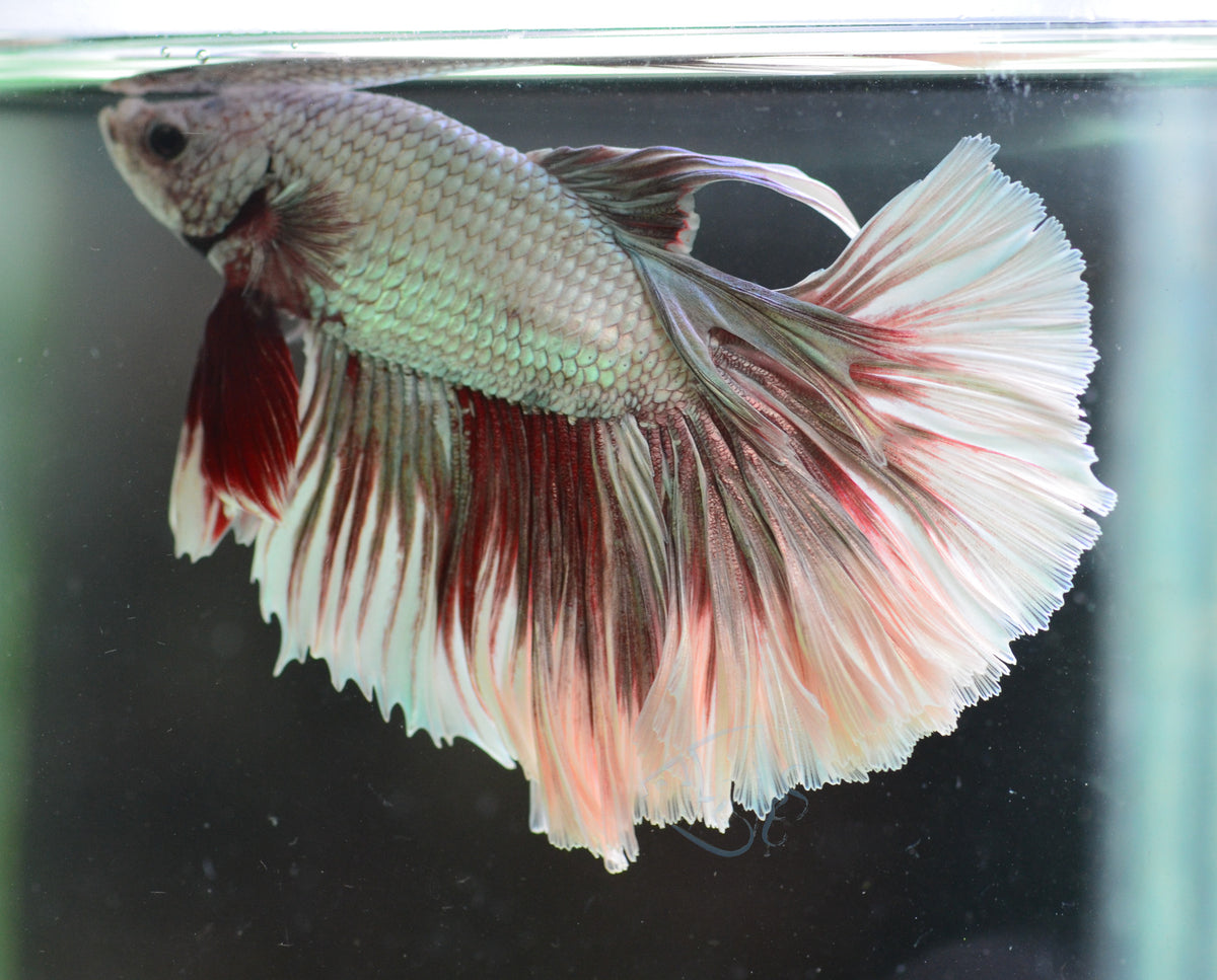 Red Dragon Halfmoon Male