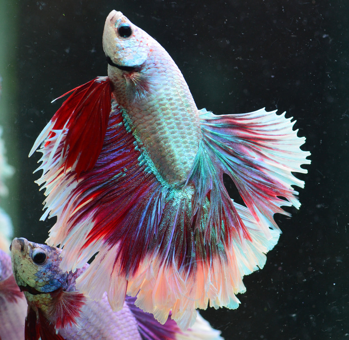 Iridescent Purple Butterfly Rosetail Male