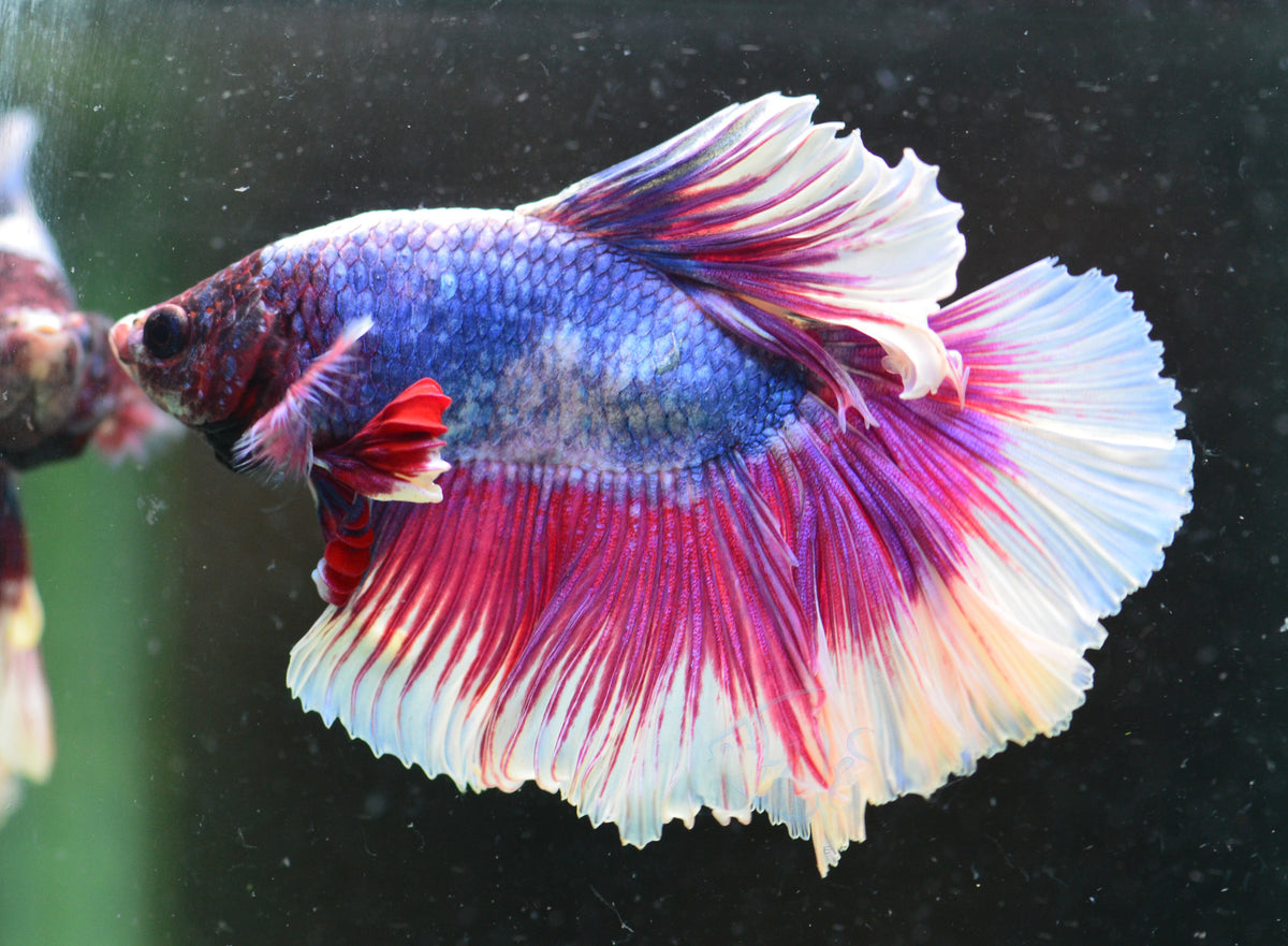 Purple Marble Halfmoon Male