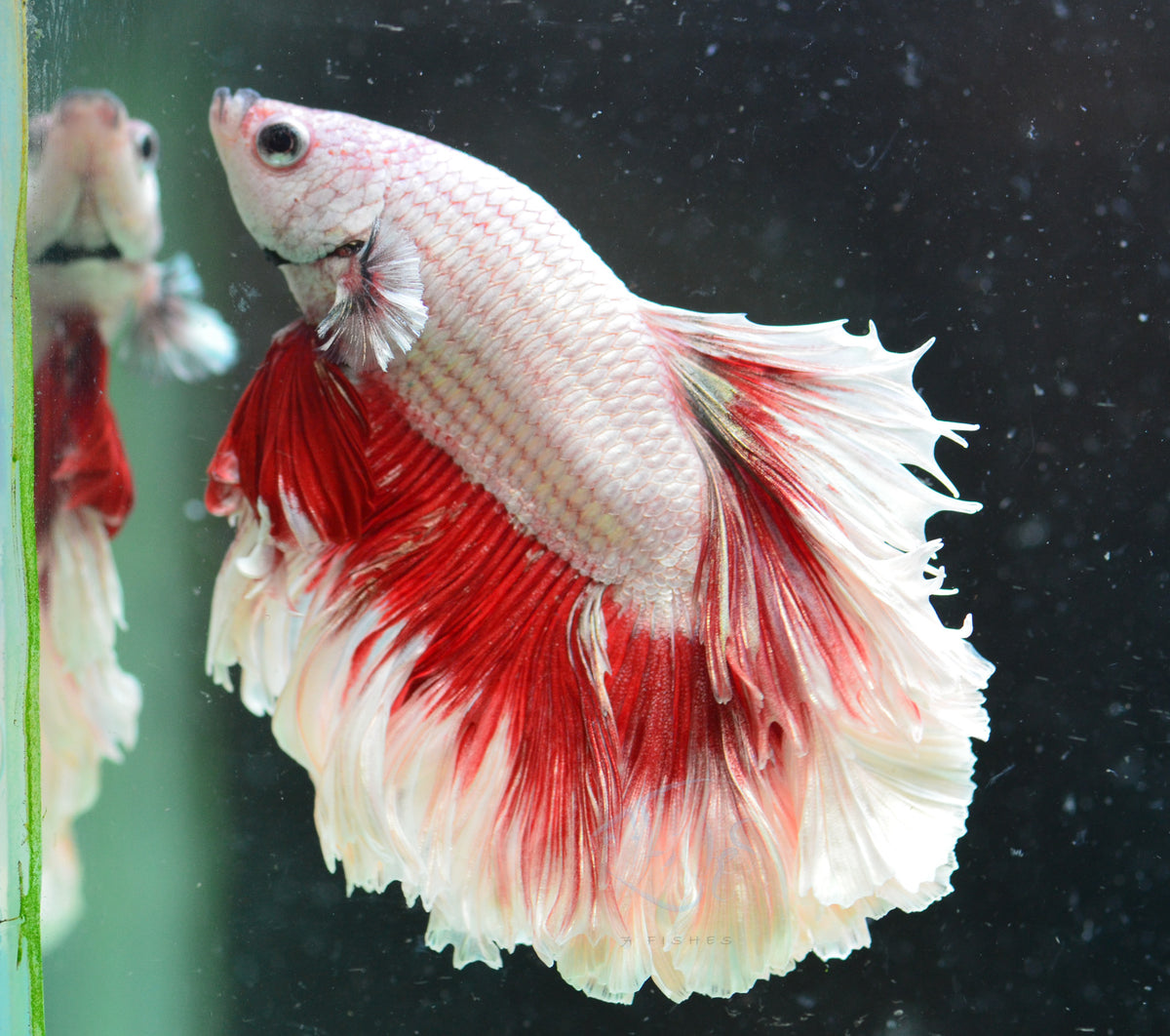 Red Dragon Rosetail Male