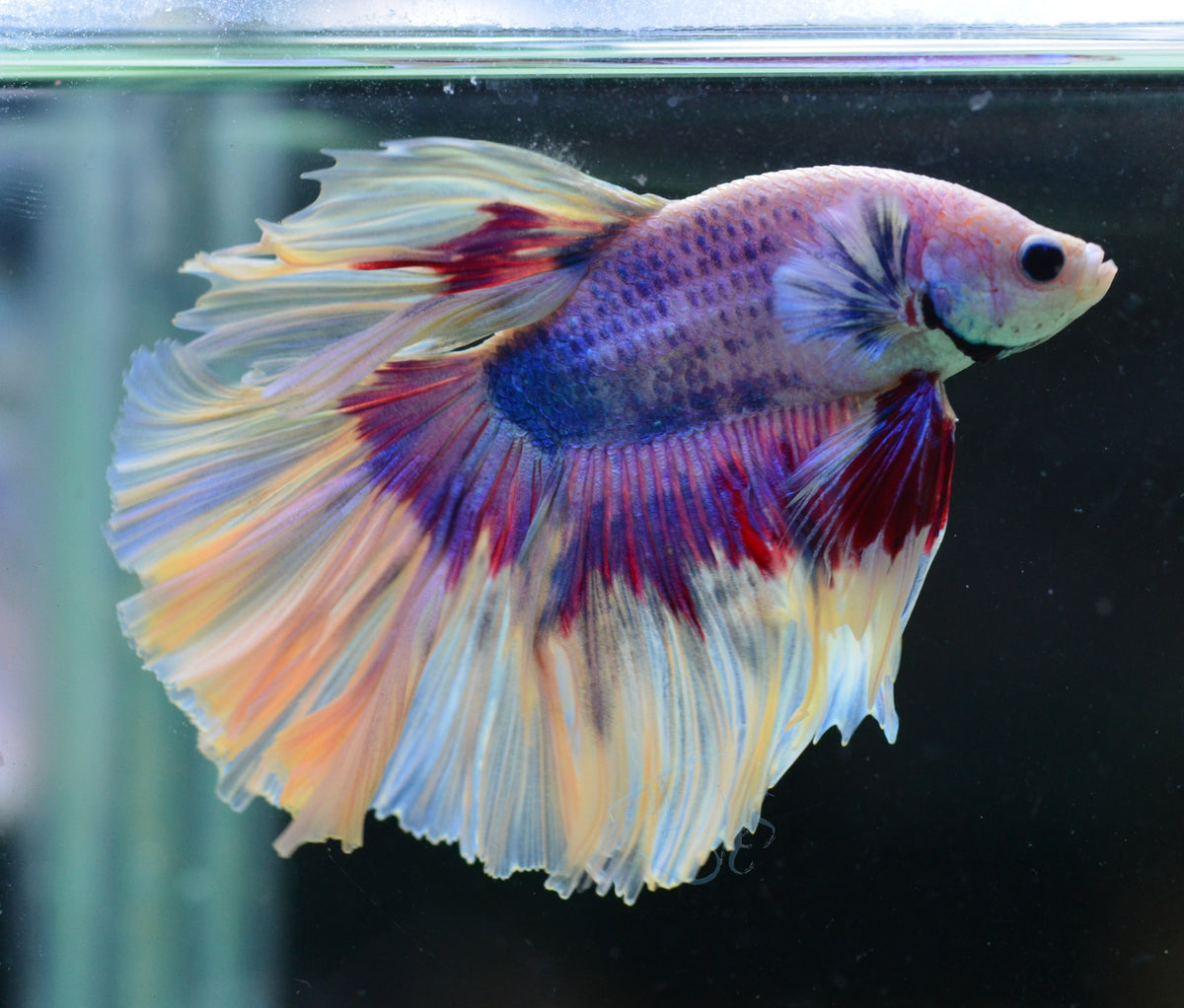 Purple Marble Halfmoon Male