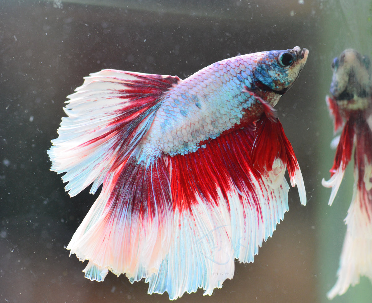 Iridescent Butterfly Halfmoon Male