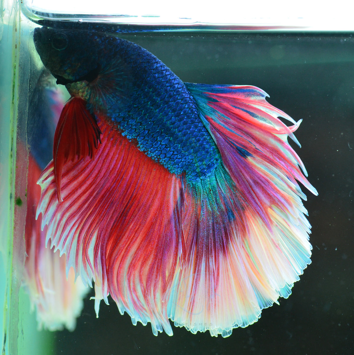 Pastel Tri-Colour Halfmoon Male