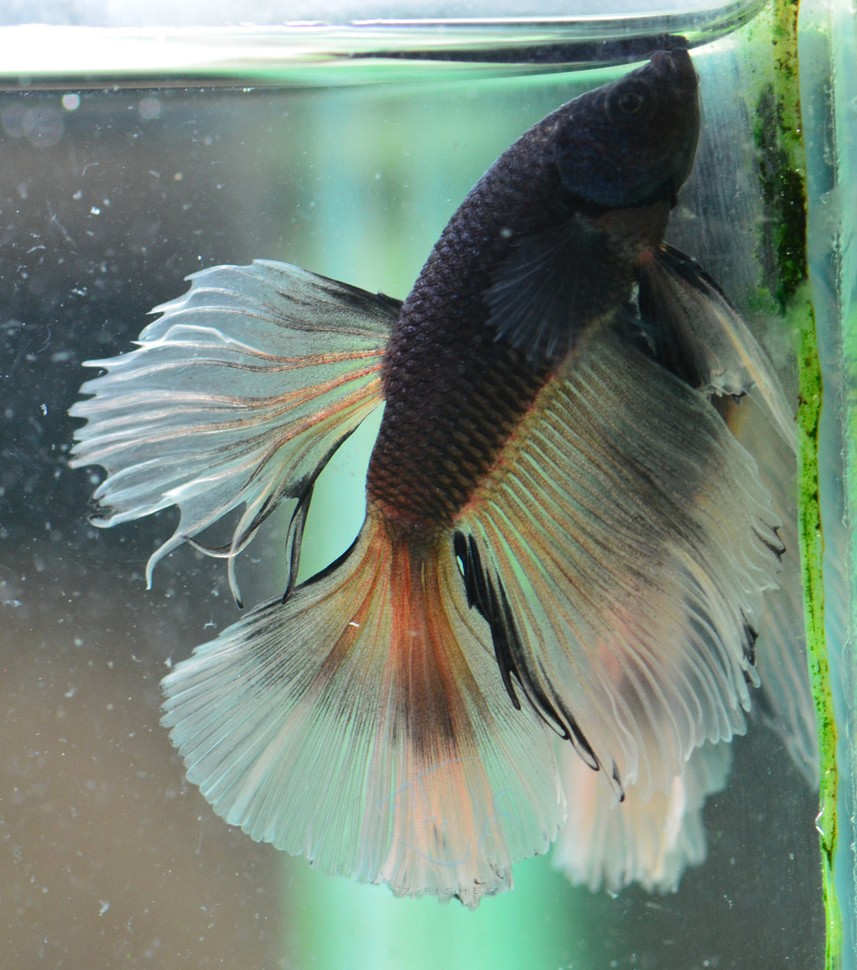 Black Lace Halfmoon Male