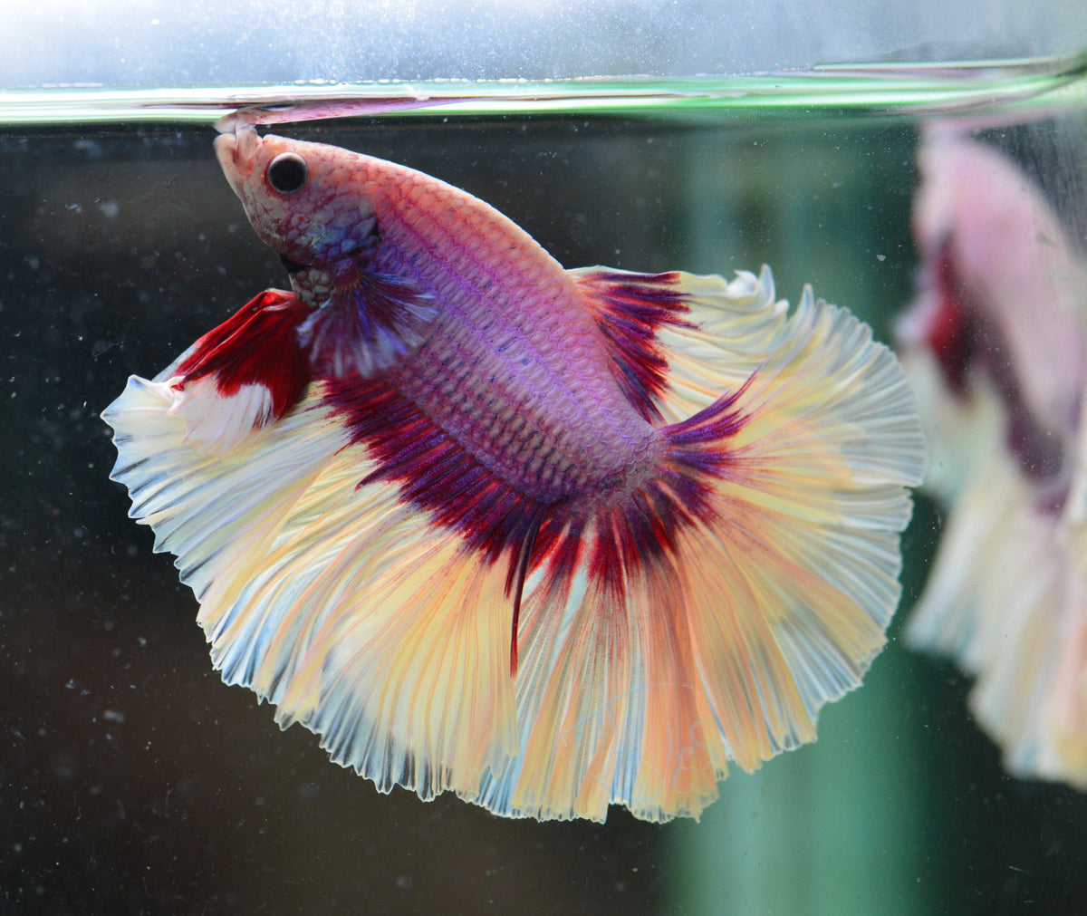 Purple Butterfly Halfmoon Male