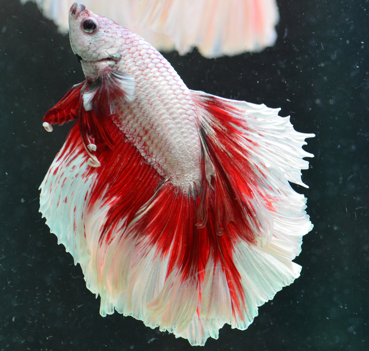 Red Dragon Butterfly Rosetail Male