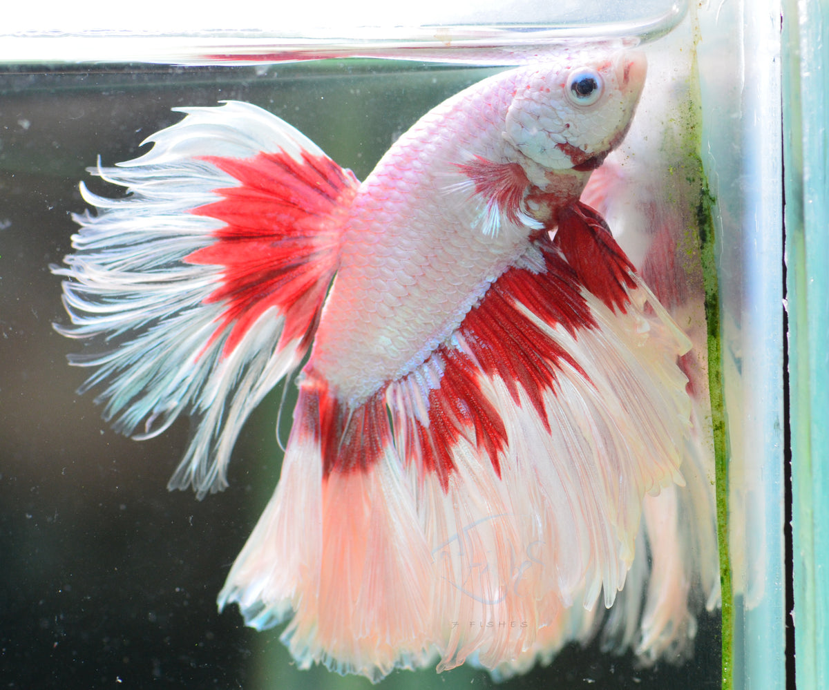Red Dragon Butterfly Rosetail Male