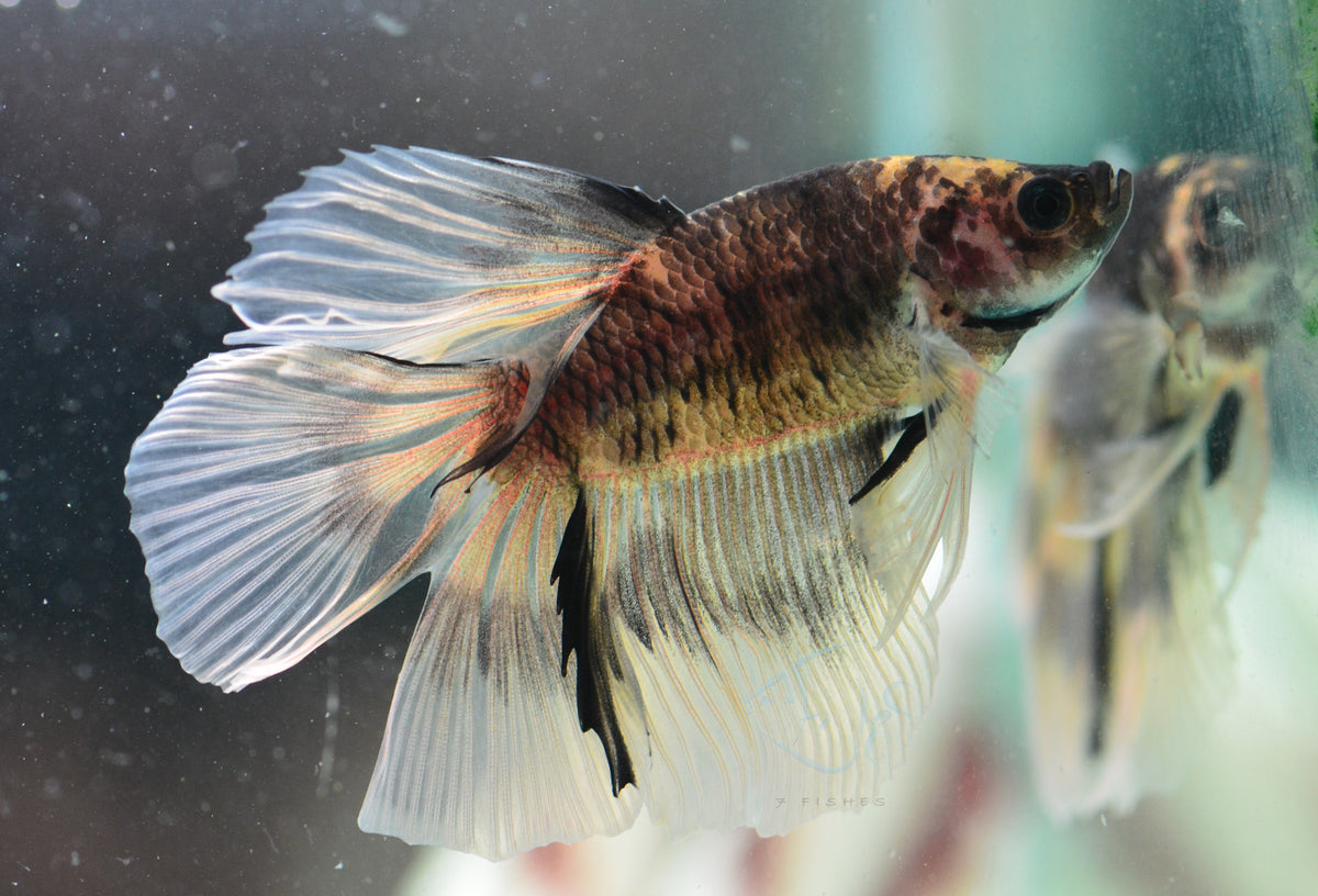 Black Marble Halfmoon Male