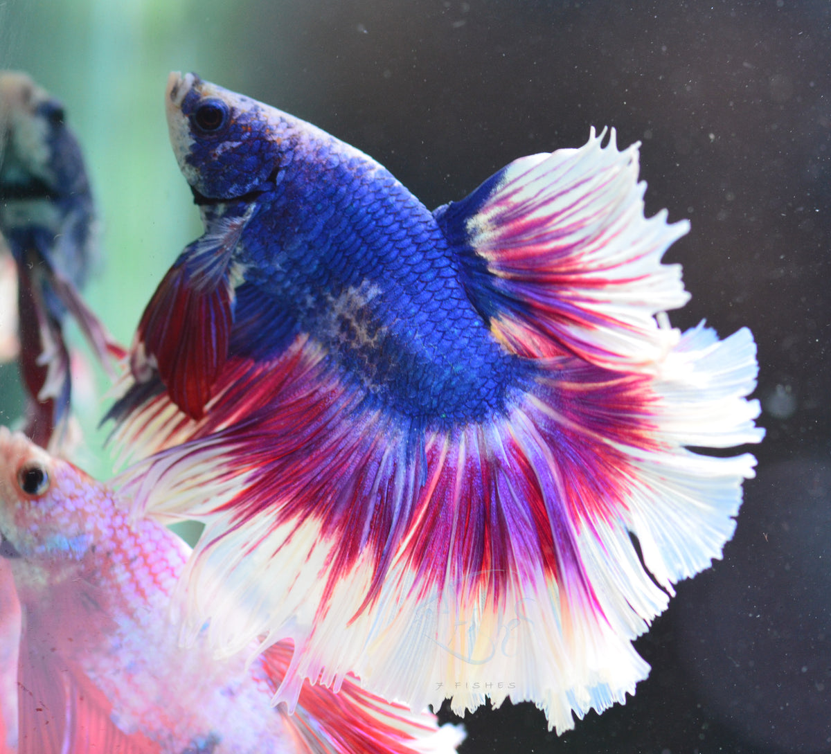 Purple Marble Rosetail Male