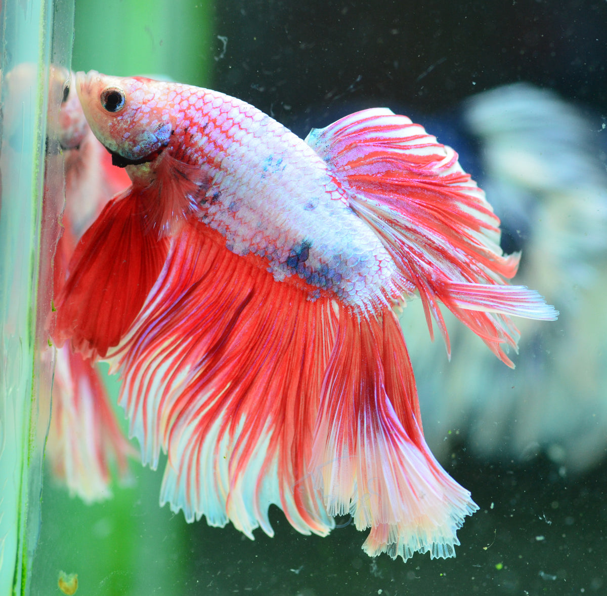 Orange Marble Halfmoon Male