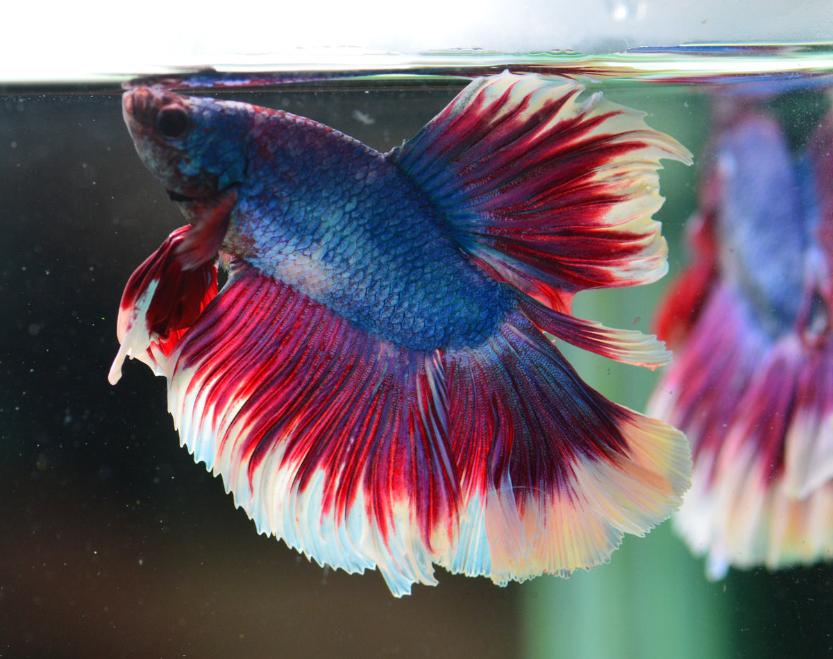 Pastel Tri-Colour Halfmoon Male