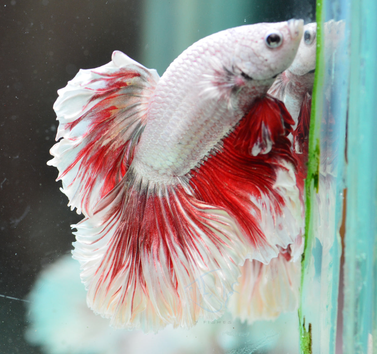 Red Dragon Rosetail Male