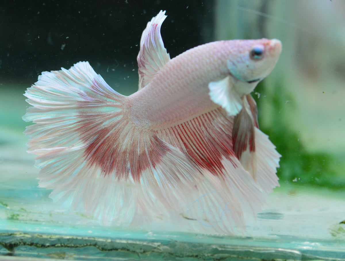 Red Dragon Rosetail Male