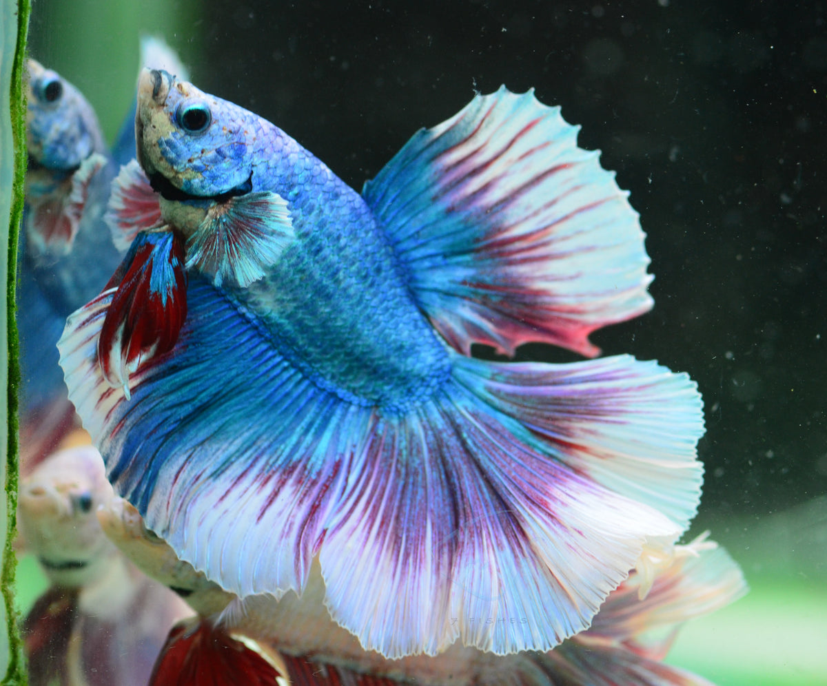 Purple Pastel Rosetail Male
