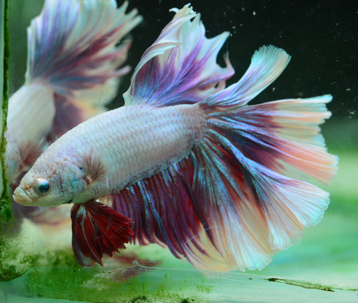 Purple Rosetail Male