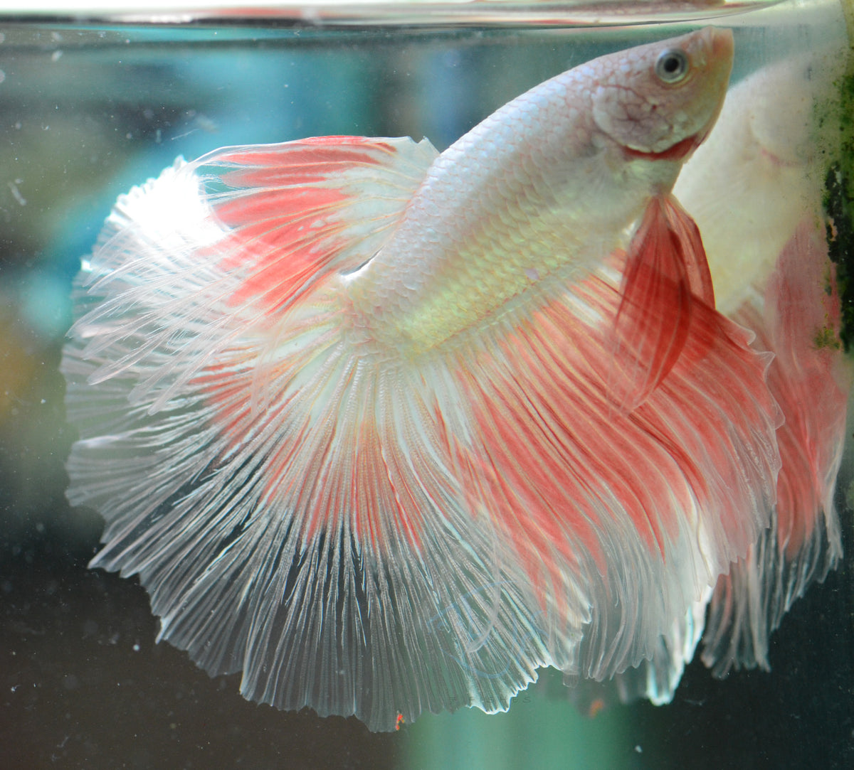 Platinum Orange Halfmoon Male