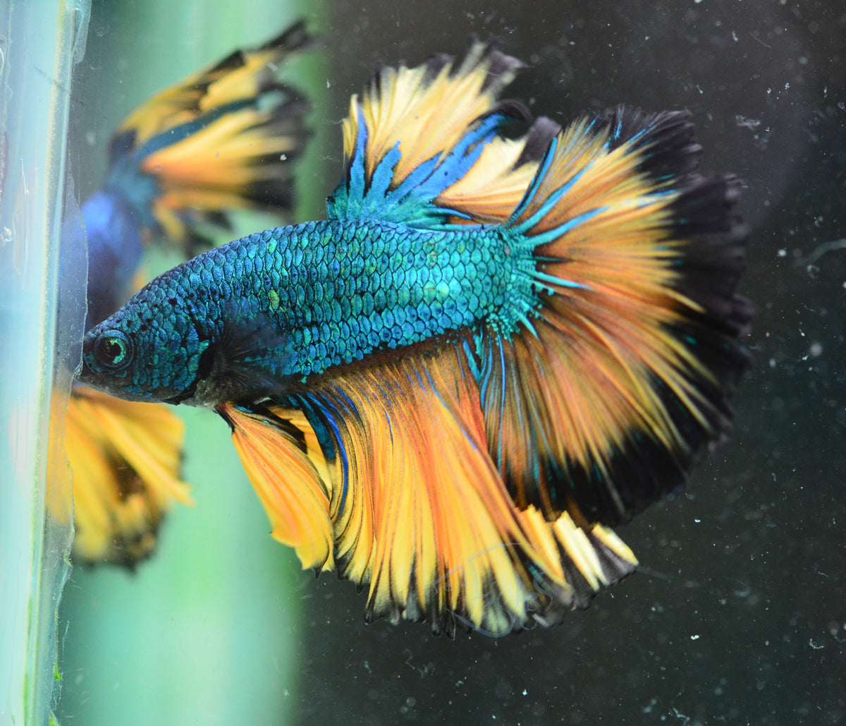 Mustard Rosetail Male