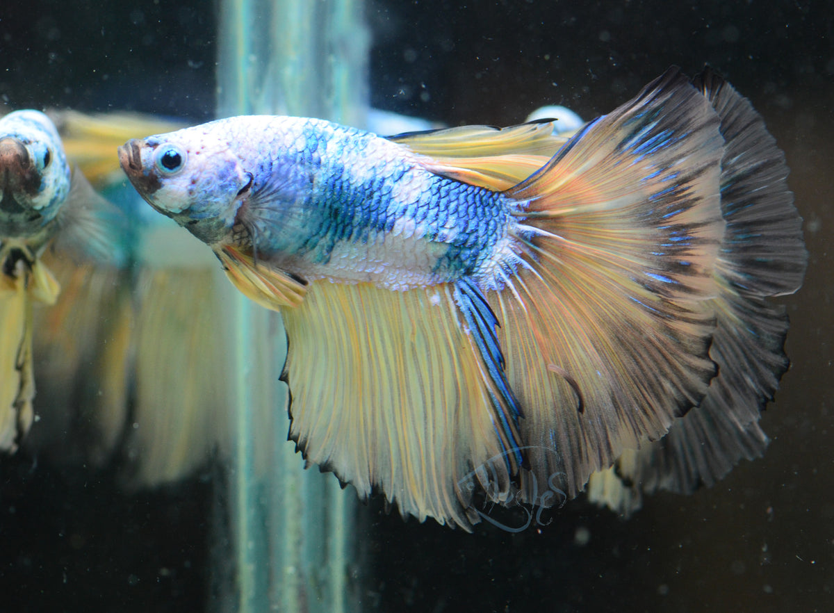 Mustard Marble Halfmoon Male