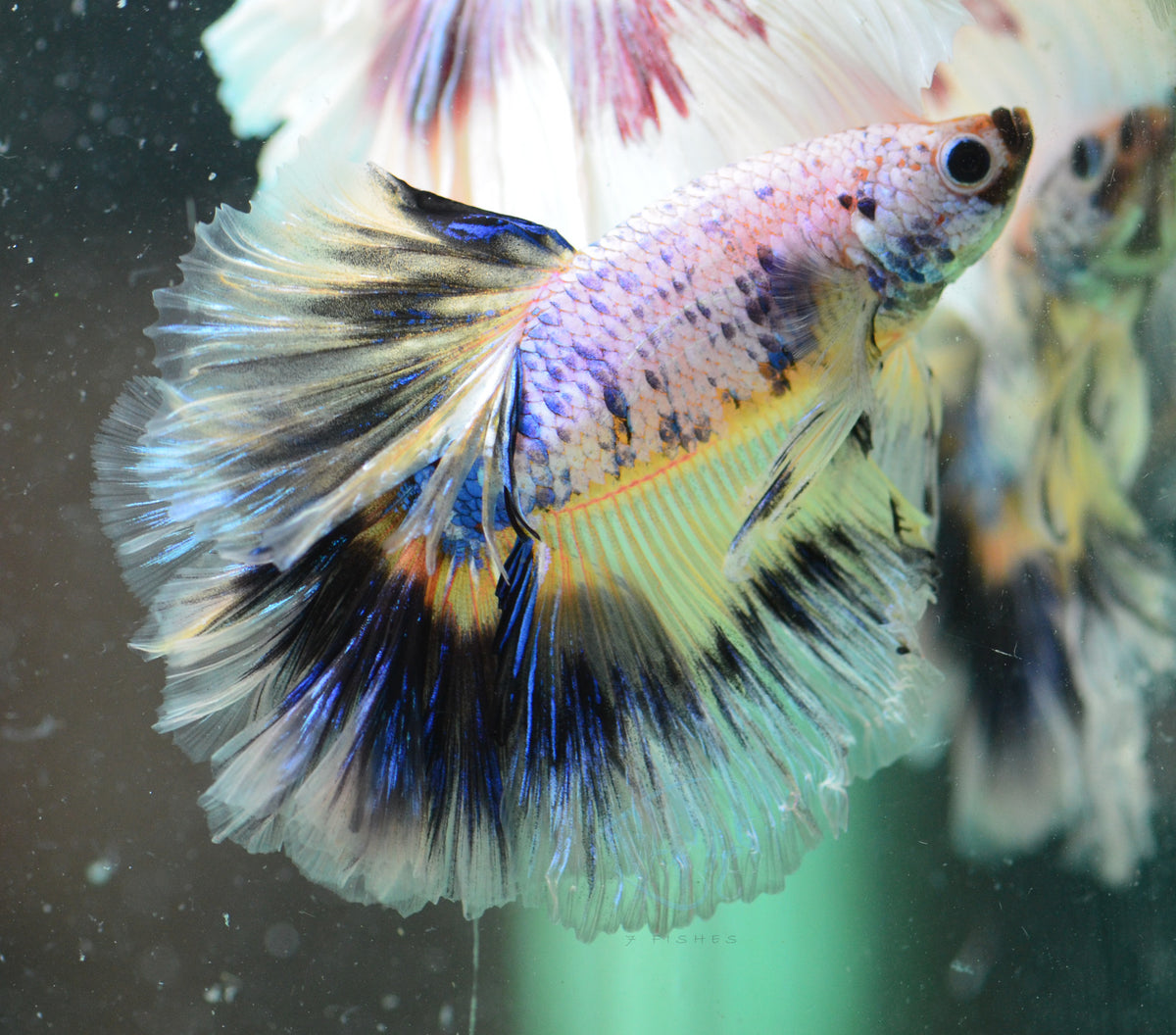 Blue Marble Rosetail Male