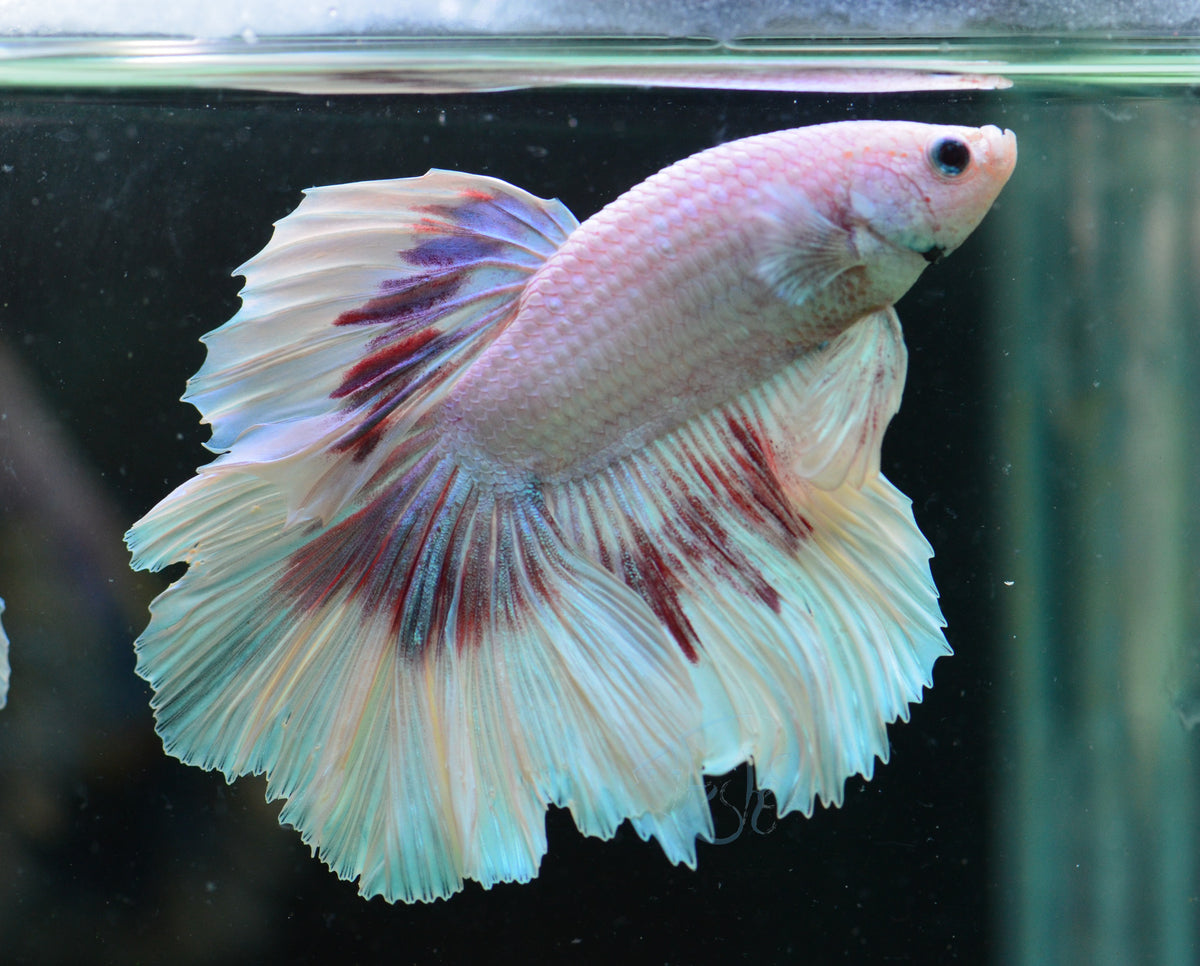 Purple Marble Rosetail Male