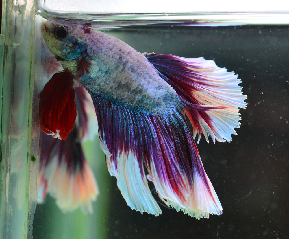 Purple Marble Rosetail Male