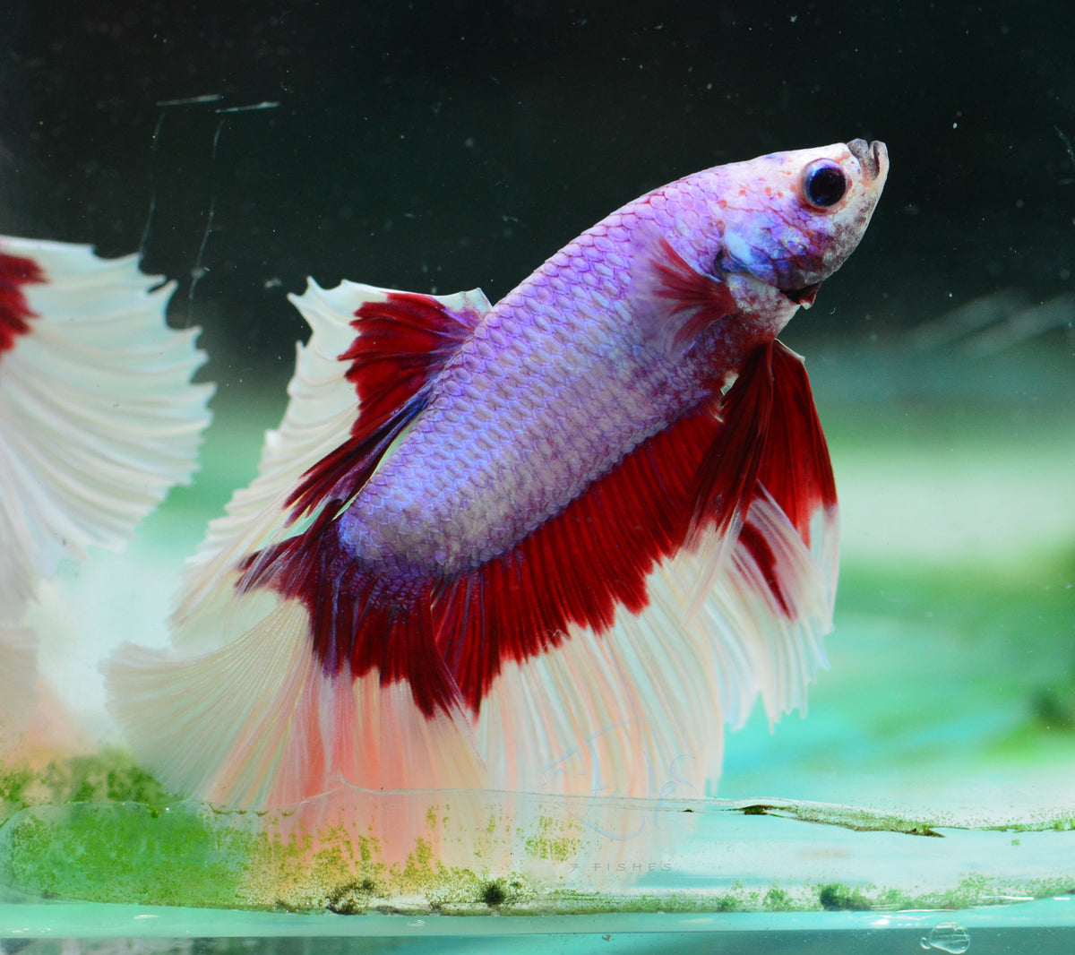Purple Butterfly Halfmoon Male