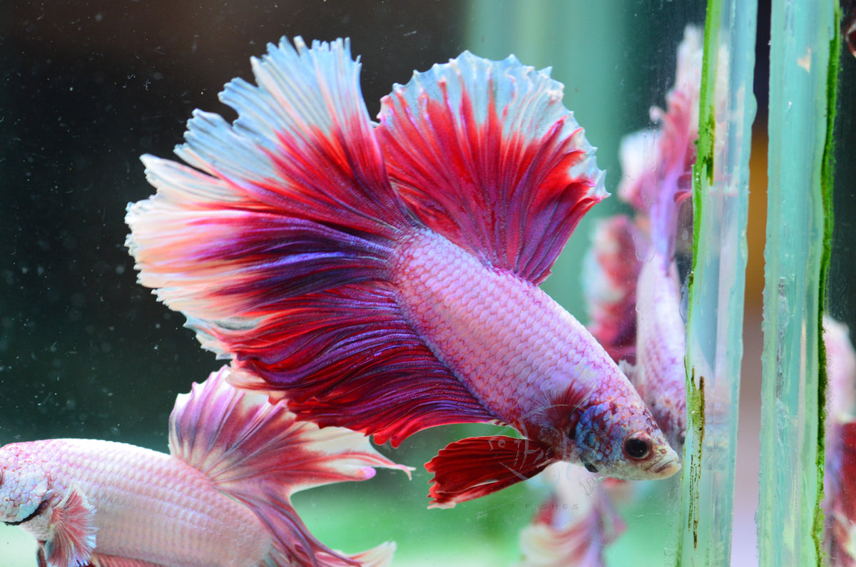 Red Purple Halfmoon Male