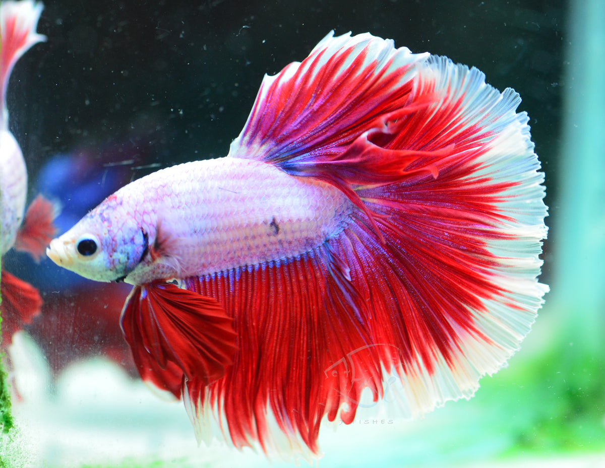 Red Purple Halfmoon Male
