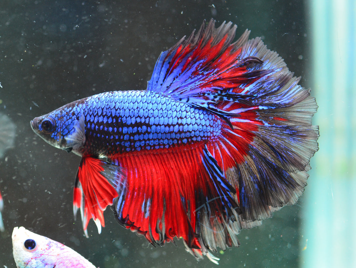 Blue Black Butterfly Halfmoon Male