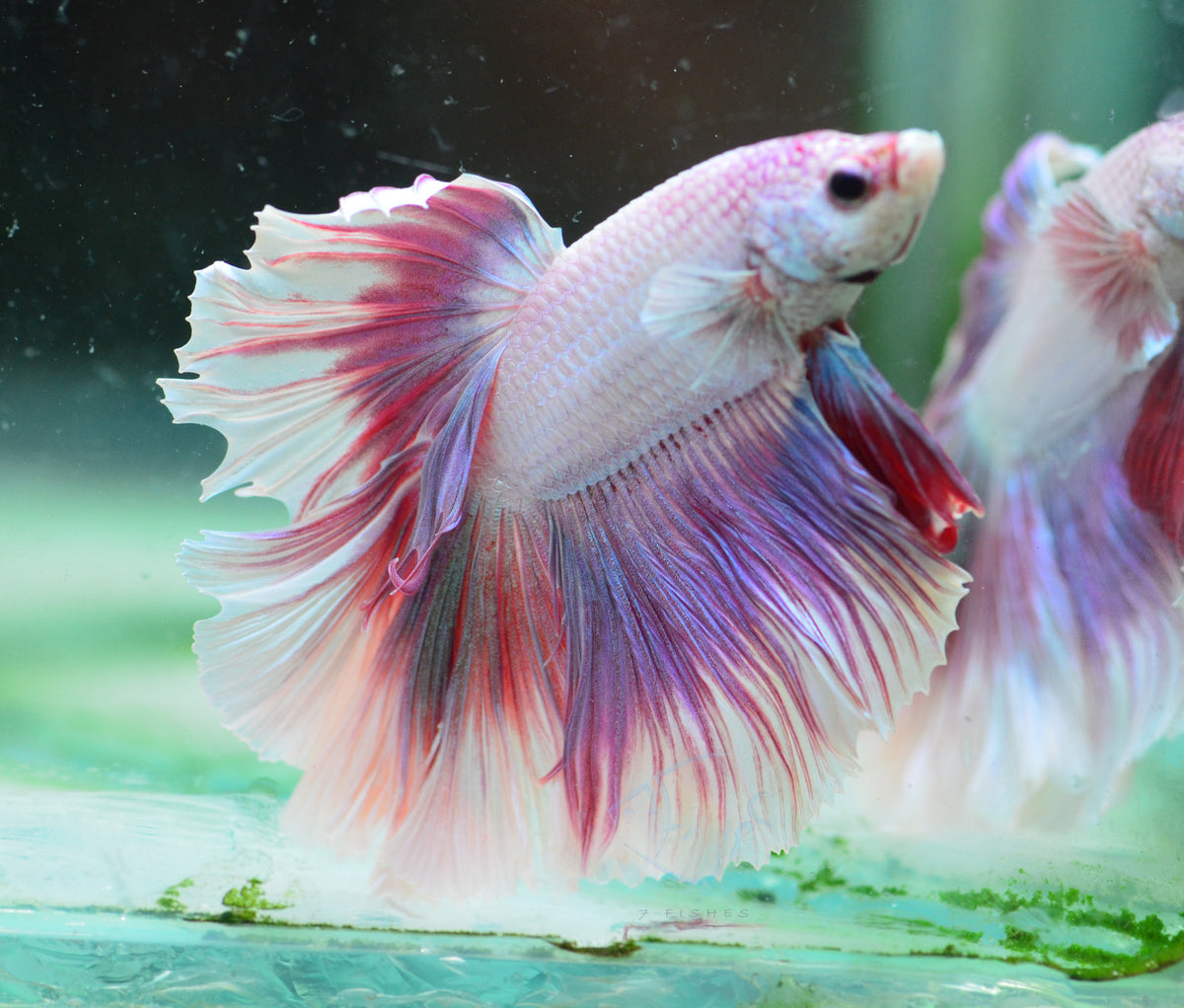 Purple Halfmoon Male