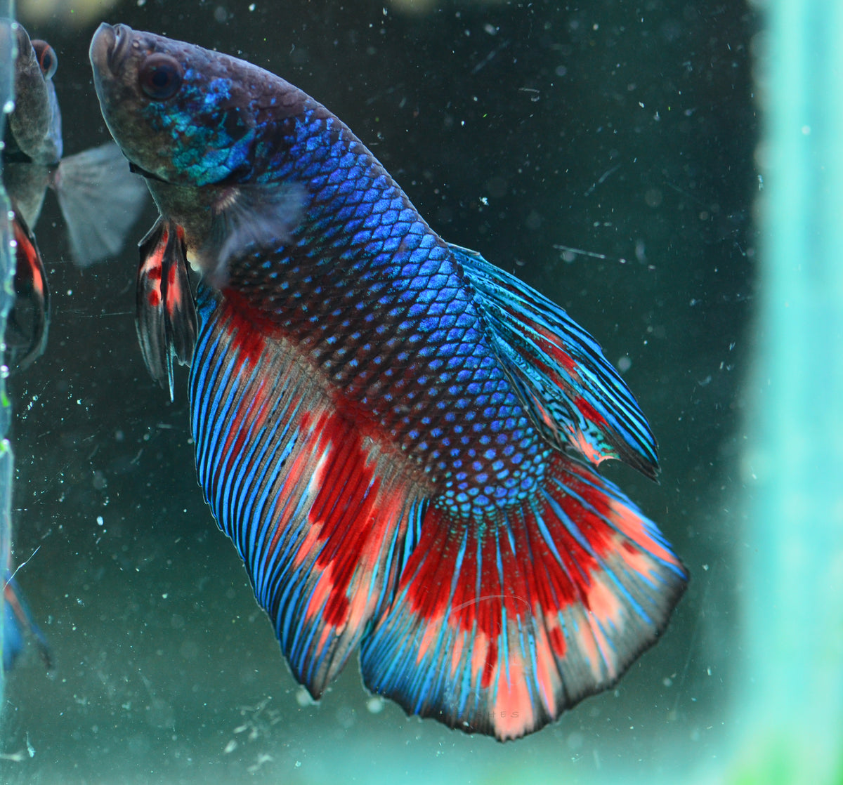 Giant Black Fancy HMPK Male