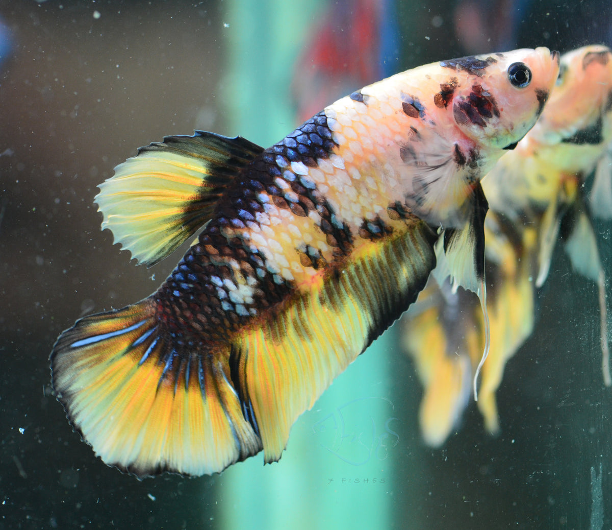 Giant Yellow Koi HMPK Male