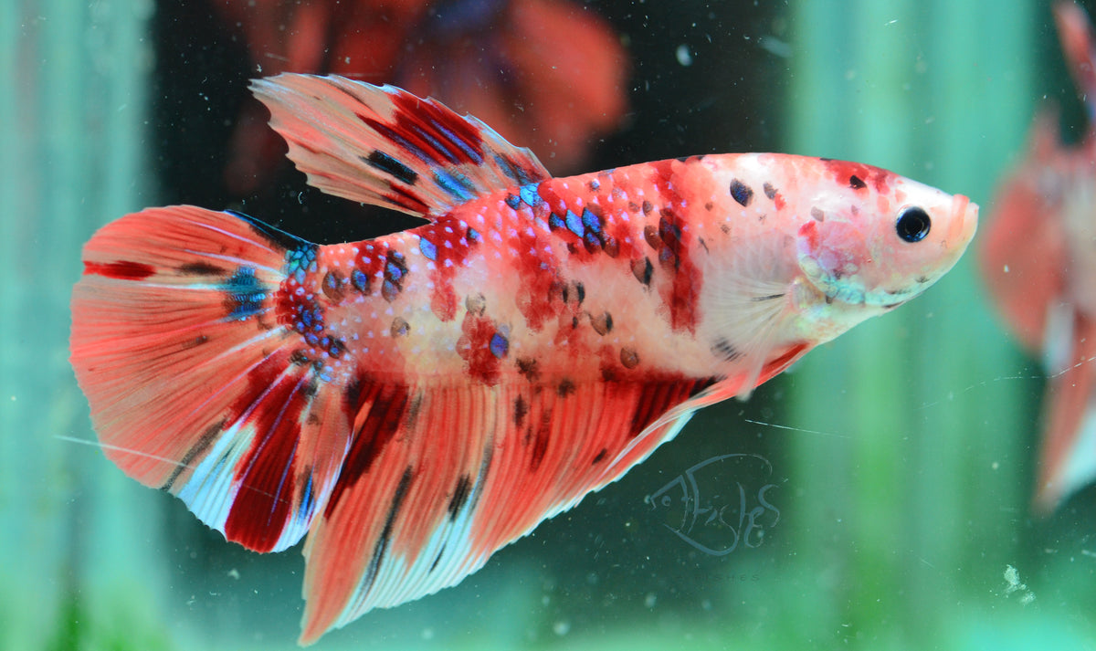 Giant Nemo HMPK Male