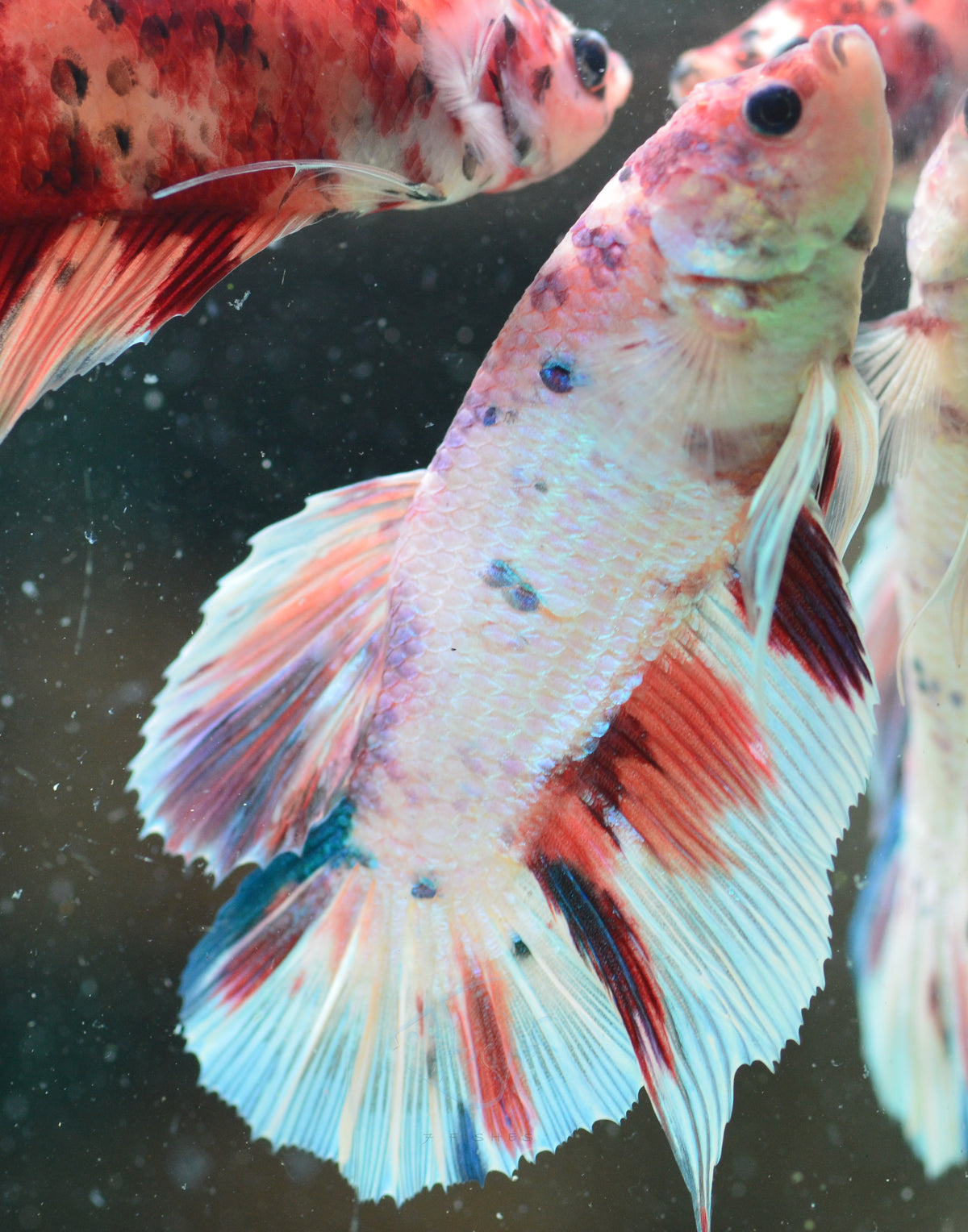 Giant Snow Nemo HMPK Male