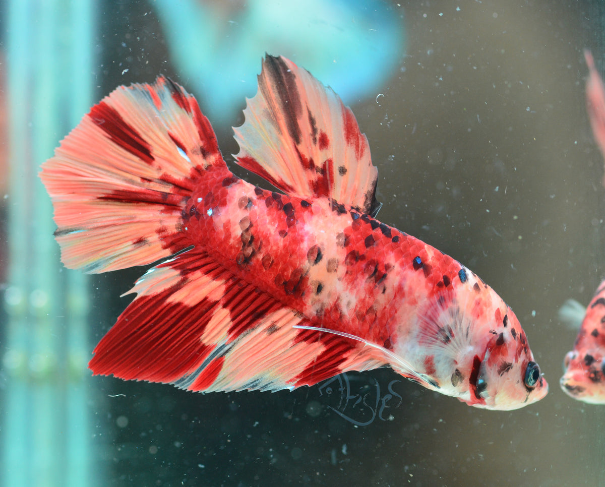 Giant Nemo HMPK Male