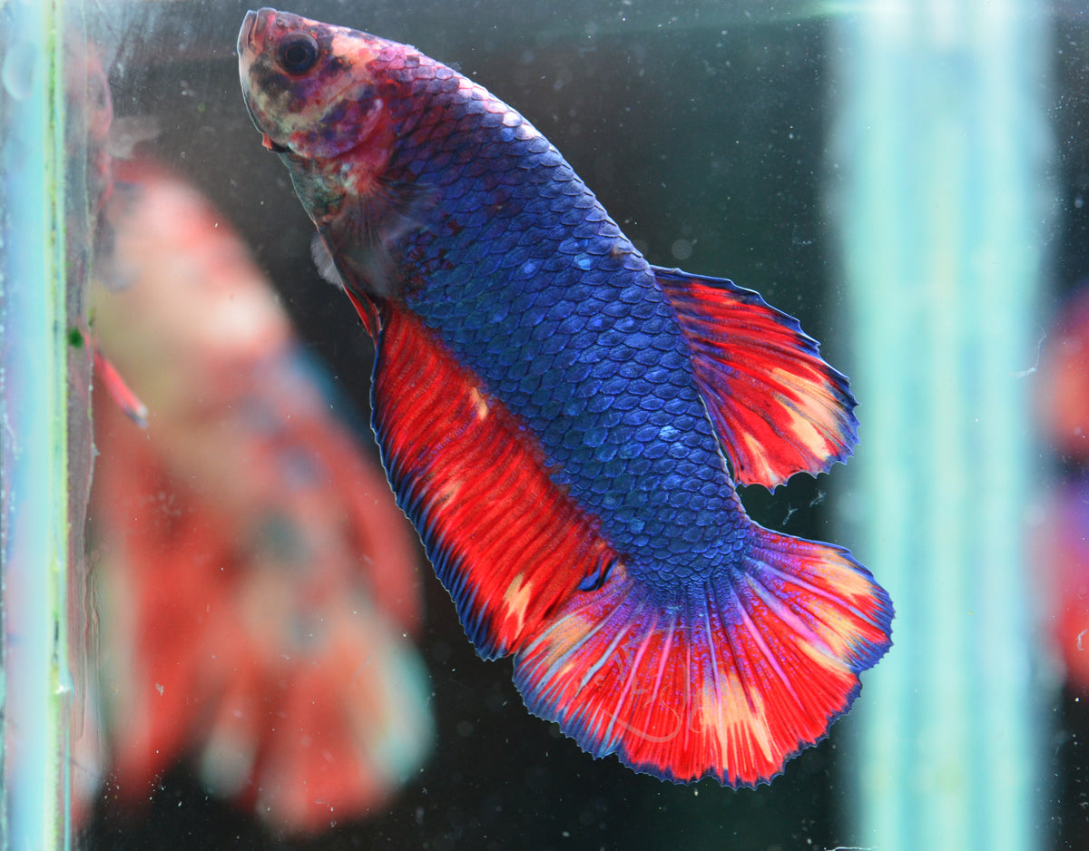 Giant Turquoise Nemo HMPK Male