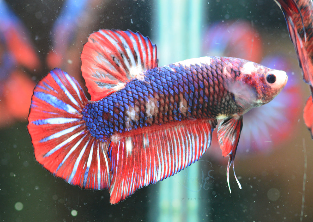 Giant Marble HMPK Male