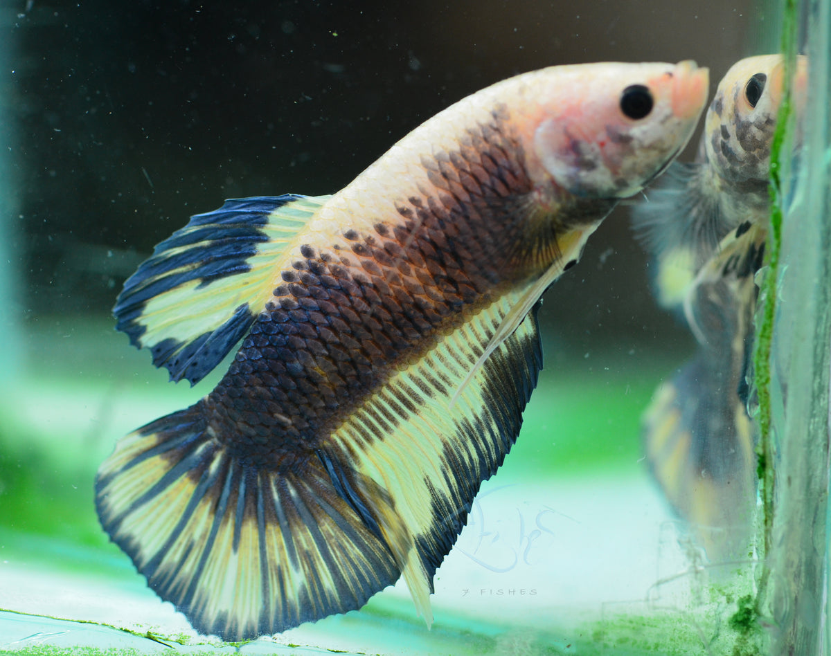 Giant Yellow Marble HMPK Male