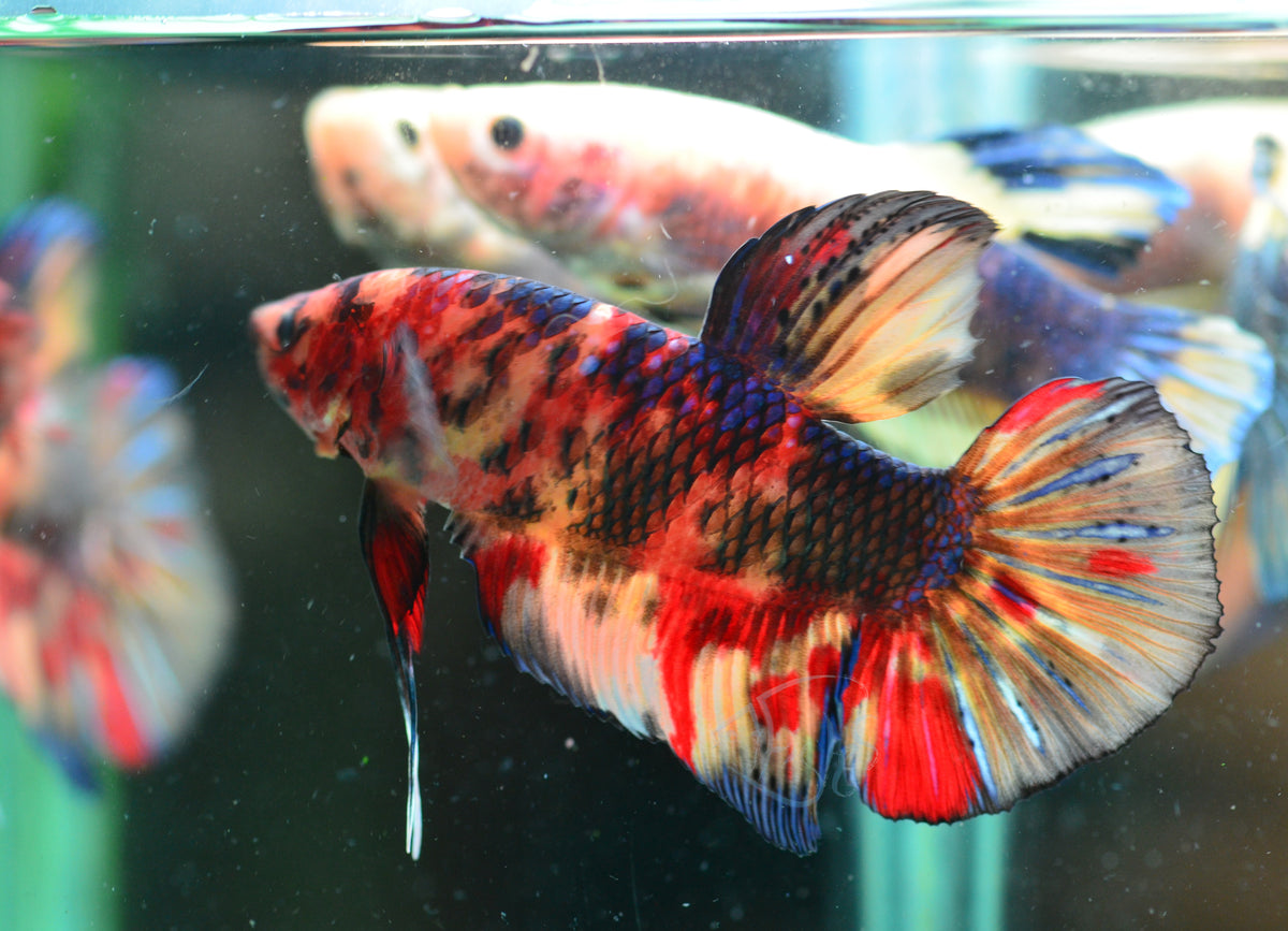 Giant Nemo HMPK Male